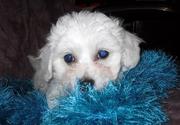 Cute Bichon Frise puppies for lovely family 