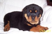 Black Rottweiler puppies for sale