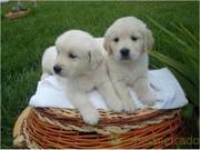 Pure breed golden retriever puppies for sale