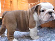 Male and female English Bulldog Puppies for Adoption