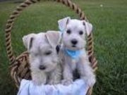 Beautiful Male and Female Miniature Schnauzer Puppies Available