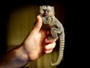 Pygmy baby marmoset monkeys available